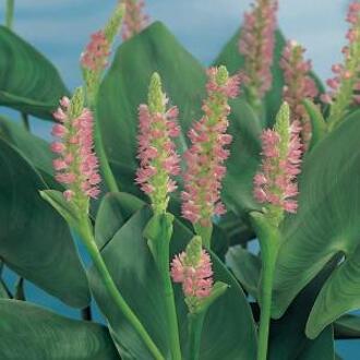 Moerings waterplanten Roze snoekkruid (Pontederia cordata “Pink pons”) moerasplant (6-stuks)