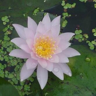 Moerings waterplanten Roze waterlelie (Nymphaea Fabiola) waterlelie (6-stuks)