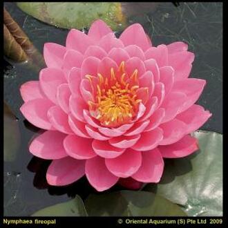 Moerings waterplanten Roze waterlelie (Nymphaea fire opal) waterlelie (6-stuks)