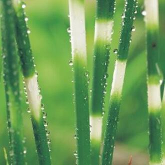 Moerings waterplanten Scirpus Tabernaemontani Zebrinus - Zebrabies - 4 Stuks + Oppot Set (Vijvermandje, Klei, Grind & Voeding)