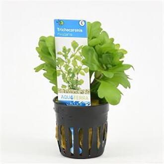 Moerings waterplanten Shinnersia rivularis
 - 6 stuks - aquarium plant