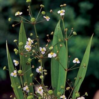 Moerings waterplanten Slanke waterweegbree (Alisma lanceolata) moerasplant (6-stuks)
