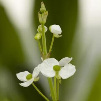 Moerings waterplanten Smalbladig pijlkruid (Sagittaria graminea) moerasplant (6-stuks)