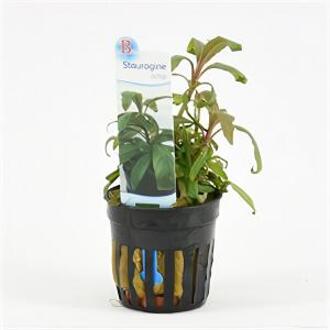Moerings waterplanten Staurogyne bihar
 - 6 stuks - aquarium plant