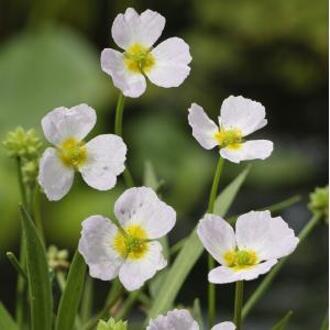 Moerings waterplanten Stijve moerasweegbree (Baldellia ranunculoides) moerasplant (6-stuks)