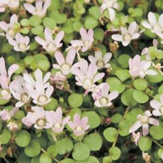 Moerings waterplanten Teer guichelheil (Anagallis tenella) zuurstofplant (10-stuks)