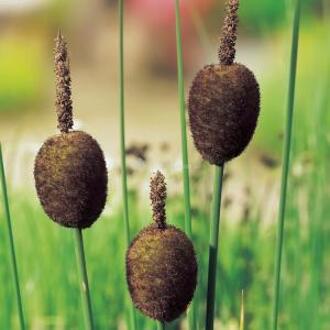 Moerings waterplanten Typha minima (set van 6 stuks P9)