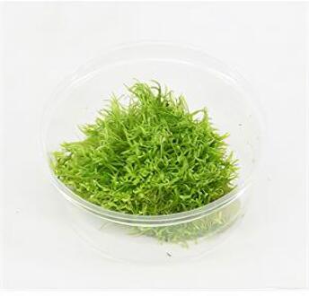 Moerings waterplanten Utricularia graminifolia - 3 stuks - aquarium plant