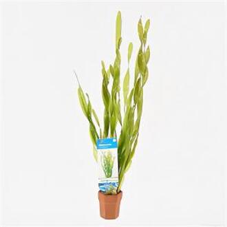 Moerings waterplanten Vallisneria asiatica - 10 stuks - aquarium plant