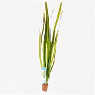 Moerings waterplanten Vallisneria gigantea rubra - 10 stuks - aquarium plant