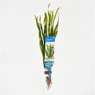Moerings waterplanten Vallisneria natans - 10 stuks - aquarium plant