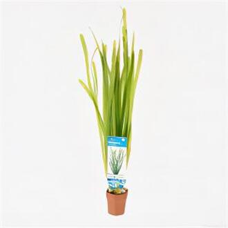 Moerings waterplanten Vallisneria spiralis - 10 stuks - aquarium plant