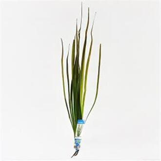 Moerings waterplanten Vallisneria spiralis rood
 - 10 stuks - aquarium plant
