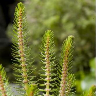 Moerings waterplanten Vederkruid (Myriophyllum crispata) zuurstofplant (10-stuks)