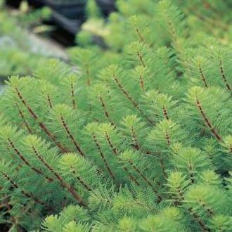 Moerings waterplanten Vederkruid (Myriophyllum ‘red stem’) zuurstofplant (10-stuks)