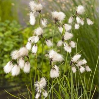 Moerings waterplanten Veenpluis (Eriophorum angustifolium) moerasplant (6-stuks)