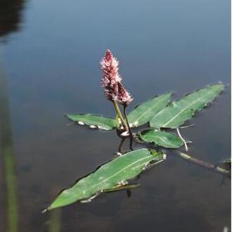 Moerings waterplanten Veenwortel (Polygonum amphibium) drijfplant (6-stuks)