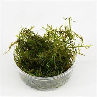 Moerings waterplanten Vesicularia dubyana - 3 stuks - aquarium plant