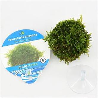Moerings waterplanten Vesicularia dubyana - drijvende bal - 5 stuks - aquarium plant