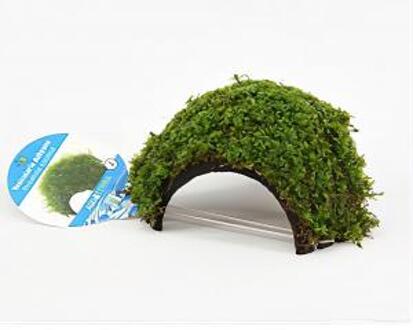 Moerings waterplanten Vesicularia dubyana - op driegats kokosnoot - aquarium plant