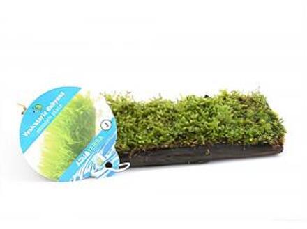 Moerings waterplanten Vesicularia dubyana - op drijfhout - aquarium plant