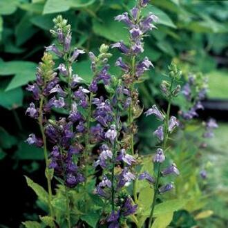 Moerings waterplanten Virginische lobelia (Lobelia siphilitica) moerasplant (6-stuks)