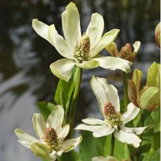 Moerings waterplanten Wateranemoon (Anemopsis Californica) moerasplant (6-stuks)