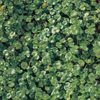 Moerings waterplanten Waternavel (Hydrocotyle “Nova-Zealandiae”) zuurstofplant (10-stuks)