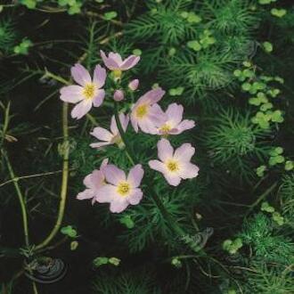 Moerings waterplanten Waterviolier (Hottonia palustris) zuurstofplant (10-stuks)