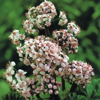 Moerings waterplanten Waterworld Trompetbekerplant Sarracenia Scarlet Belle - 2 stuks