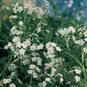 Moerings waterplanten Wit moerasvergeet-mij-nietje (Myosotis palustris “alba”) moerasplant (6-stuks)