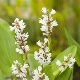 Moerings waterplanten Wit Snoekkruid Pontederia Cordata Alba - 4 stuks + Aqua Set - Winterharde Vijverplanten - Van der Velde Waterplanten