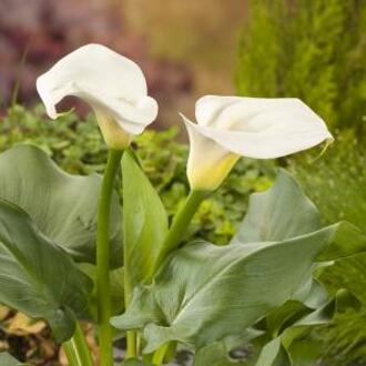 Moerings waterplanten Witte Aronskelk Zantedeschia Aethiopica - 4 stuks + Aqua Set - Winterharde Vijverplanten - Van der Velde Waterplanten