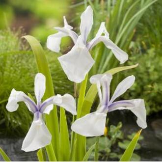 Moerings waterplanten Witte Japanse iris (Iris Laevigata “Snowdrift”) moerasplant (6-stuks)