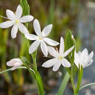 Moerings waterplanten Witte kafferlelie (Schizostylis coccinea “alba”) moerasplant (6-stuks)