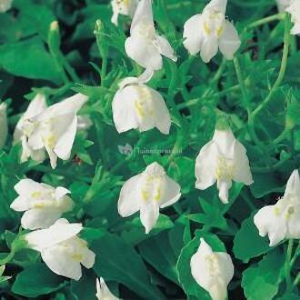 Moerings waterplanten Witte mazus (Mazus reptans alba) moerasplant (6-stuks)