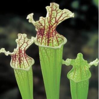 Moerings waterplanten Witte trompetbekerplant (Sarracenia leucophylla) moerasplant (6-stuks)