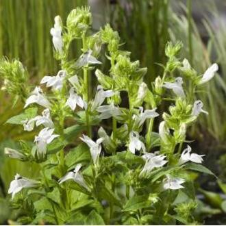 Moerings waterplanten Witte Virginische lobelia (Lobelia siphilitica “Alba”) moerasplant (6-stuks)