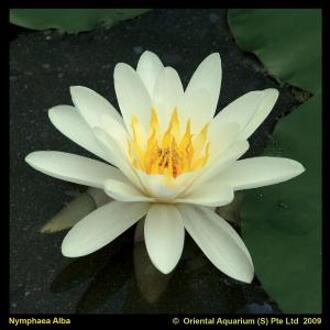 Moerings waterplanten Witte waterlelie (Nymphaea alba) waterlelie (6-stuks)