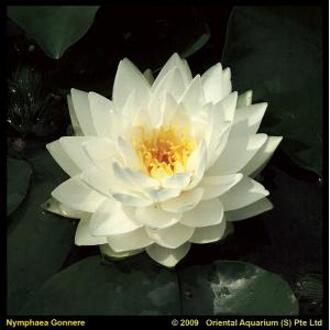 Moerings waterplanten Witte waterlelie (Nymphaea Gonnere) waterlelie (6-stuks)