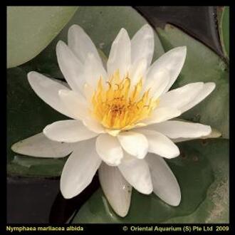 Moerings waterplanten Witte waterlelie (Nymphaea Marliacea Albida) waterlelie (6-stuks)