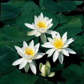 Moerings waterplanten Witte waterlelie (Nymphaea odorata alba) waterlelie (6-stuks)
