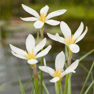 Moerings waterplanten Witte westenwindbloem (Zephyranthes candida) moerasplant (6-stuks)