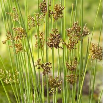 Moerings waterplanten Zeegroene Rus (Juncus inflexus) moerasplant (6-stuks)