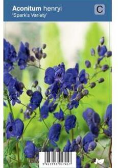 Monnikskap (aconitum henryi "Spark's Variety") schaduwplant - 12 stuks