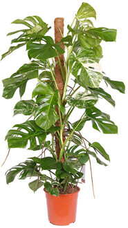 Monstera Bont 'Variegata' P 27 cm
