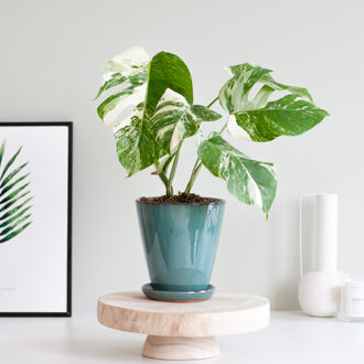 Monstera Borsigiana Variegata - P15