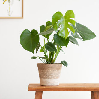 Monstera Deliciosa - Gatenplant - inclusief Jute Pot Wit - P17