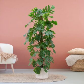 Monstera Deliciosa - Gatenplant - P38