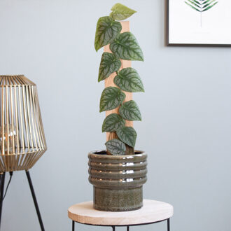 Monstera Dubia - P14